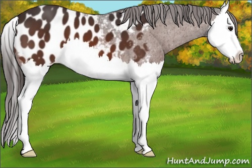 Horse Color:Brown Splash Appaloosa 
