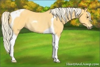Horse Color:Palomino Tobiano Rabicano 