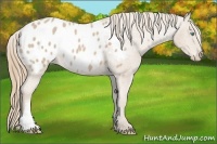 Horse Color:Smoky Creme Appaloosa 