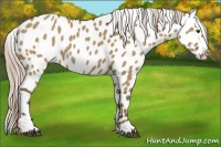 Horse Color:Chocolate Palomino Dun Appaloosa 