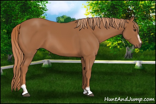 Horse Color: Chestnut Sabino 