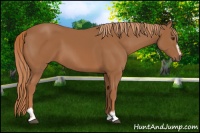 Horse Color:Chestnut Sabino 