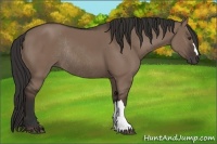 Horse Color:Liver Red Dun Rabicano 