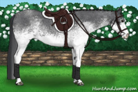 Horse Color:White Spotted Blue Roan 