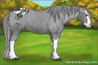 Horse Color:Black Splash Appaloosa 