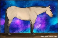 Horse Color:Bay Dun Sabino 