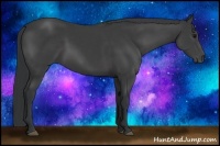 Horse Color:Black Sabino 