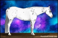 Horse Color:Black Sabino 