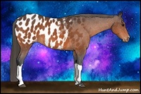 Horse Color:Bay Appaloosa