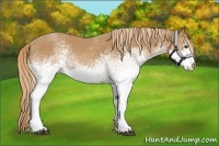 Horse Color:White Spotted Red Roan