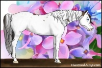 Horse Color:Buckskin Splash Tobiano 