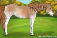 Horse Color:White Spotted Red Roan 
