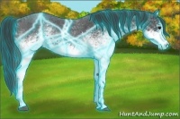 Horse Color:Thunderstruck White Spotted Blue Roan
