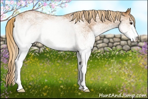 Horse Color:White Spotted Red Roan 
