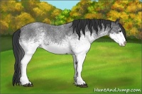Horse Color:White Spotted Blue Roan 