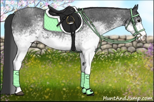 Horse Color:White Spotted Blue Roan 