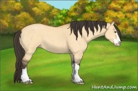 Horse Color:Buckskin Roan Dun Sabino