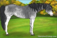 Horse Color:White Spotted Blue Roan 