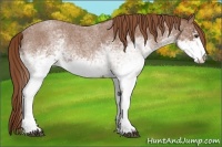 Horse Color:White Spotted Red Roan 