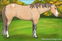 Horse Color:Buckskin Sabino Splash Blanket 