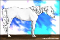 Horse Color:Perlino Splash Appaloosa 