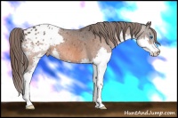 Horse Color:Bay Splash Appaloosa 