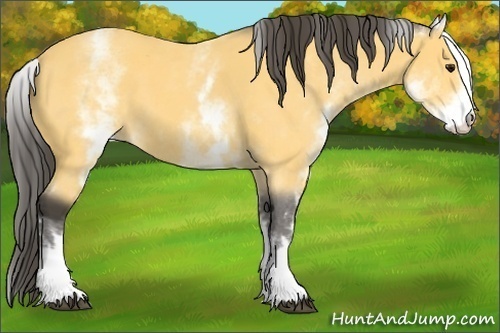 Horse Color:White Spotted Buckskin