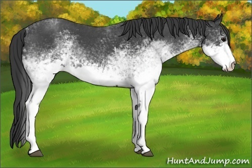 Horse Color:Unknown 