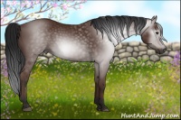 Horse Color:Gray Bay 