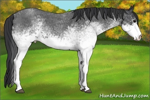 Horse Color:White Spotted Blue Roan 