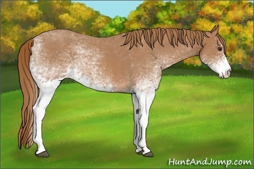 Horse Color: White Spotted Red Roan 