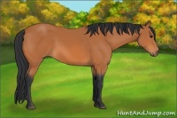 Horse Color:Bay Rabicano 