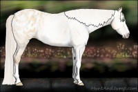 Horse Color:Gray Silver Amber Cream Champagne Roan Dun Splash Tobiano Frame Varnish Rabicano 