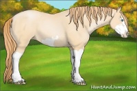Horse Color:Buckskin Pearl Splash Frame 