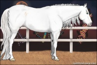 Horse Color:Gray Silver Amber Cream Champagne Roan Dun Splash Tobiano Frame Appaloosa Rabicano 