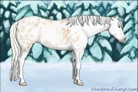 Horse Color:Gray Silver Amber Cream Champagne Roan Dun Splash Tobiano Frame Appaloosa Rabicano 