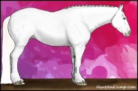 Horse Color:Gray Silver Amber Cream Champagne Roan Dun Splash Tobiano Frame Appaloosa Rabicano 