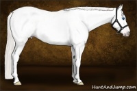 Horse Color:Gray Silver Amber Cream Champagne Roan Dun Splash Tobiano Frame Near Leopard Rabicano 