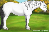Horse Color:White Spotted Black Frame 