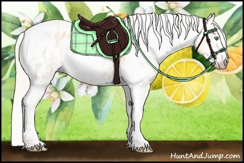 Horse Color:Gray Silver Amber Cream Champagne Roan Dun Splash Tobiano Frame Blanket Rabicano 