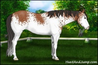 Horse Color:White Spotted Bay 