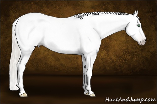 Horse Color:Gray Silver Amber Cream Champagne Roan Dun Splash Tobiano Frame Appaloosa Rabicano 