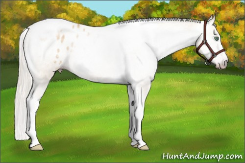 Horse Color:Gray Silver Amber Cream Champagne Roan Dun Splash Tobiano Frame Appaloosa Rabicano 