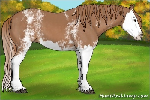 Horse Color:White Spotted Chestnut Splash 