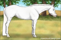 Horse Color:Gray Silver Amber Cream Champagne Roan Dun Splash Tobiano Frame Near Leopard Rabicano 