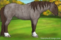 Horse Color:Liver Red Roan 