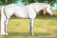 Horse Color:Gray Silver Amber Cream Champagne Roan Dun Splash Tobiano Frame Appaloosa Rabicano 