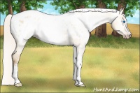 Horse Color:Gray Silver Amber Cream Champagne Roan Dun Splash Tobiano Frame Appaloosa Rabicano 