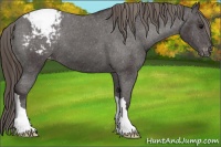 Horse Color:Smoky Black Snowcap 