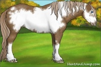 Horse Color:Chocolate Palomino Frame Rabicano 